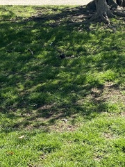 Sturnus vulgaris