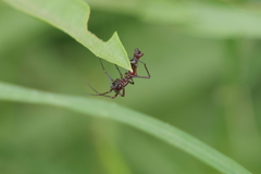 Micrathena swainsoni