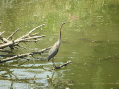 Ardea purpurea