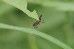 Micrathena swainsoni