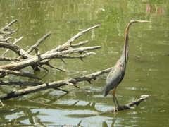 Ardea purpurea