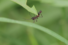 Micrathena swainsoni
