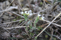 Noccaea macrantha