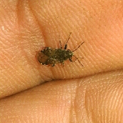 Heterogaster urticae