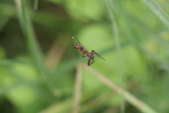 Micrathena swainsoni
