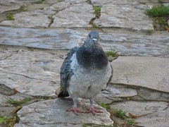 Columba livia domestica