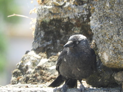 Corvus monedula