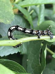 Acronyctodes mexicanaria