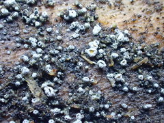 Proliferodiscus pulveraceus