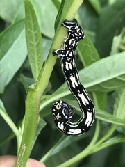 Acronyctodes mexicanaria