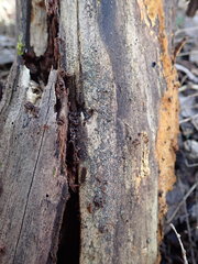 Proliferodiscus pulveraceus