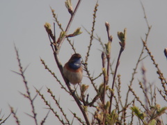 Luscinia svecica