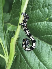 Acronyctodes mexicanaria