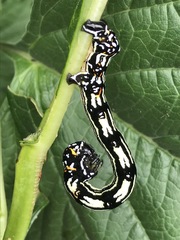 Acronyctodes mexicanaria