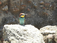 Merops apiaster