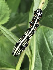 Acronyctodes mexicanaria