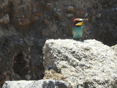 Merops apiaster