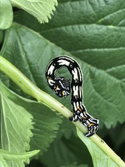 Acronyctodes mexicanaria