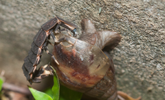 Pyrocoelia praetexta