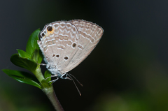 Luthrodes pandava peripatria