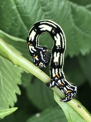 Acronyctodes mexicanaria