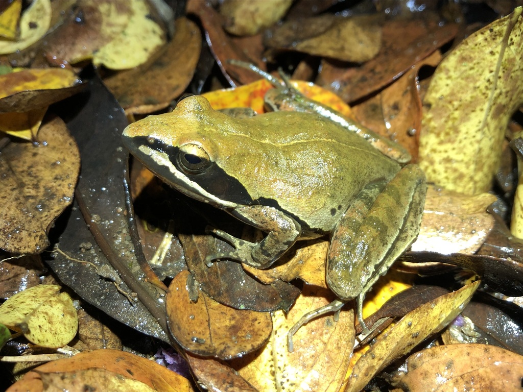 Wager's Stream Frog