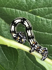 Acronyctodes mexicanaria