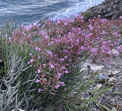 Limonium insigne