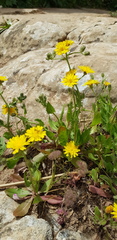 Crepis aspera