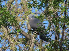 Columba palumbus