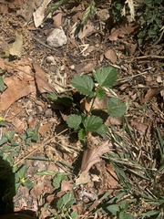 Rhynchosida physocalyx