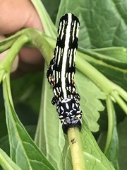 Acronyctodes mexicanaria