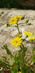 Crepis aspera