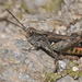 Raymond's Grasshopper - Photo (c) Pascal Dubois, some rights reserved (CC BY-NC), uploaded by Pascal Dubois