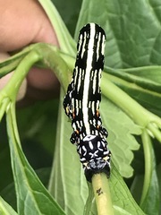 Acronyctodes mexicanaria