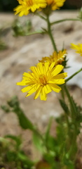 Crepis aspera