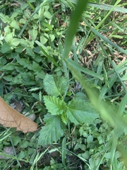 Rhynchosida physocalyx