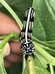 Acronyctodes mexicanaria