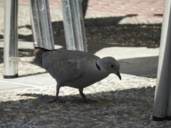 Streptopelia decaocto