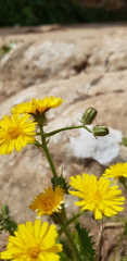 Crepis aspera