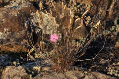 Dianthus caryophyllus