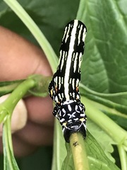 Acronyctodes mexicanaria