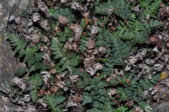 Paragymnopteris marantae marantae