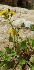 Crepis aspera