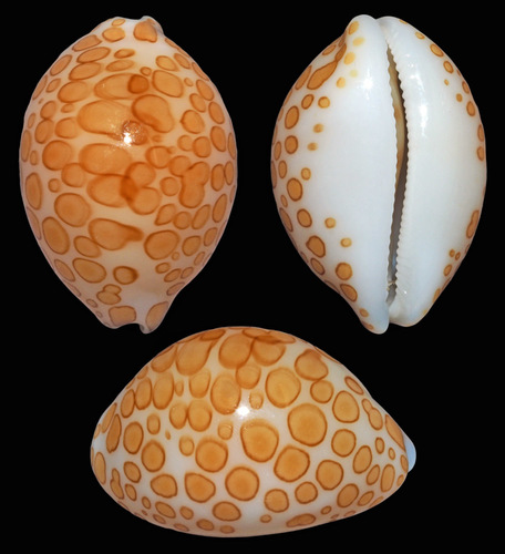 Cypraea mariae observed 2016-03-12