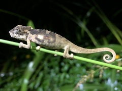 Bradypodion ngomeense