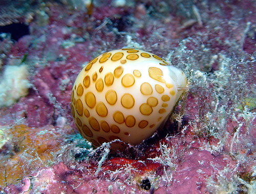 Cypraea mariae observed 2008-10-18