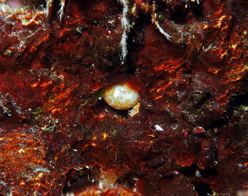 Cypraea mariae observed 2016-04-09