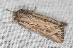 Persectania dyscrita