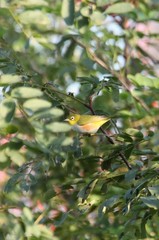 Zosterops erythropleurus